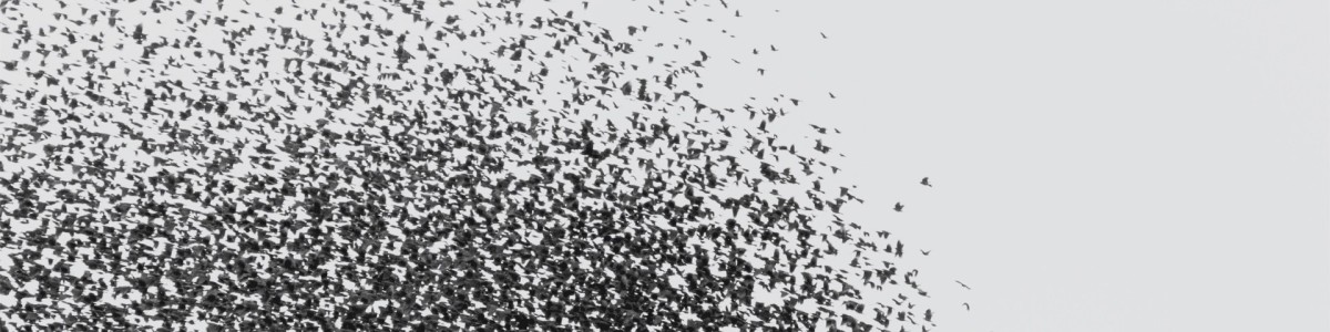 How the astonishing power of swarms can help us fight cancer